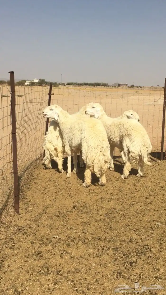 عروض الحريات رقم 1 حلال ابو حمدان الحبابي 25