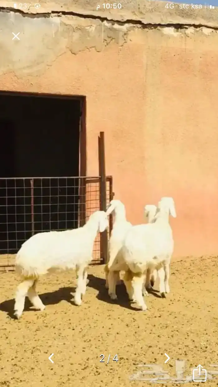 عروض الحريات رقم 1 حلال ابو حمدان الحبابي 34