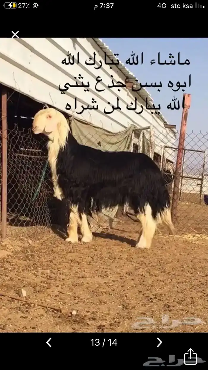 عروض النجد رقم 1 حلال ابو حمدان الحبابي 28