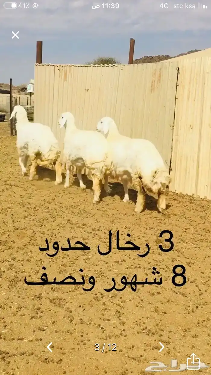 عروض الحريات رقم 1 حلال ابو حمدان الحبابي 31