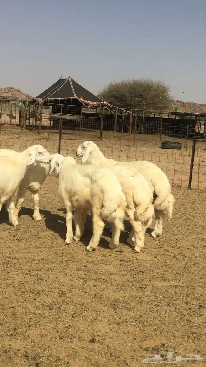 عروض الحريات رقم 1 حلال ابو حمدان الحبابي 3