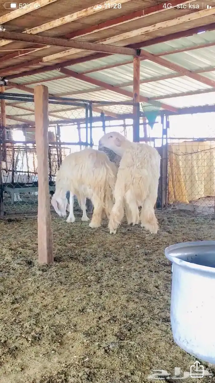 عروض 1مشاريك حري عيسي 30