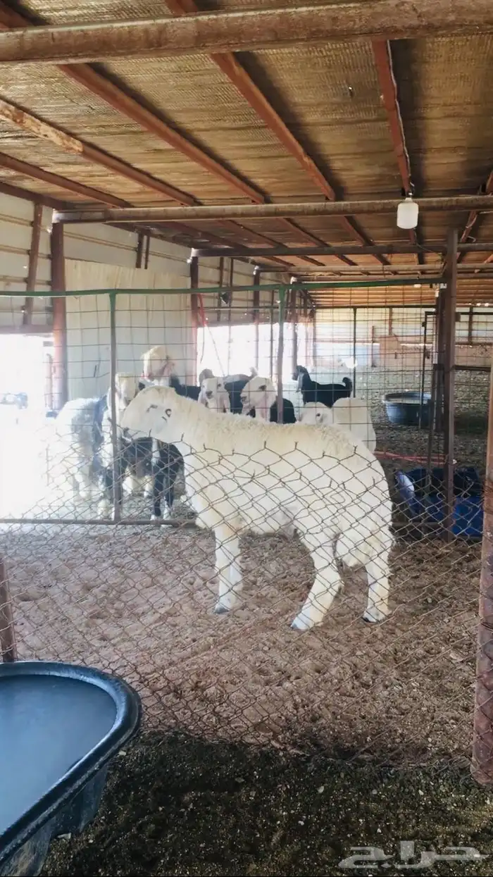 عروض الحريات رقم 1 حلال ابو حمدان الحبابي 5