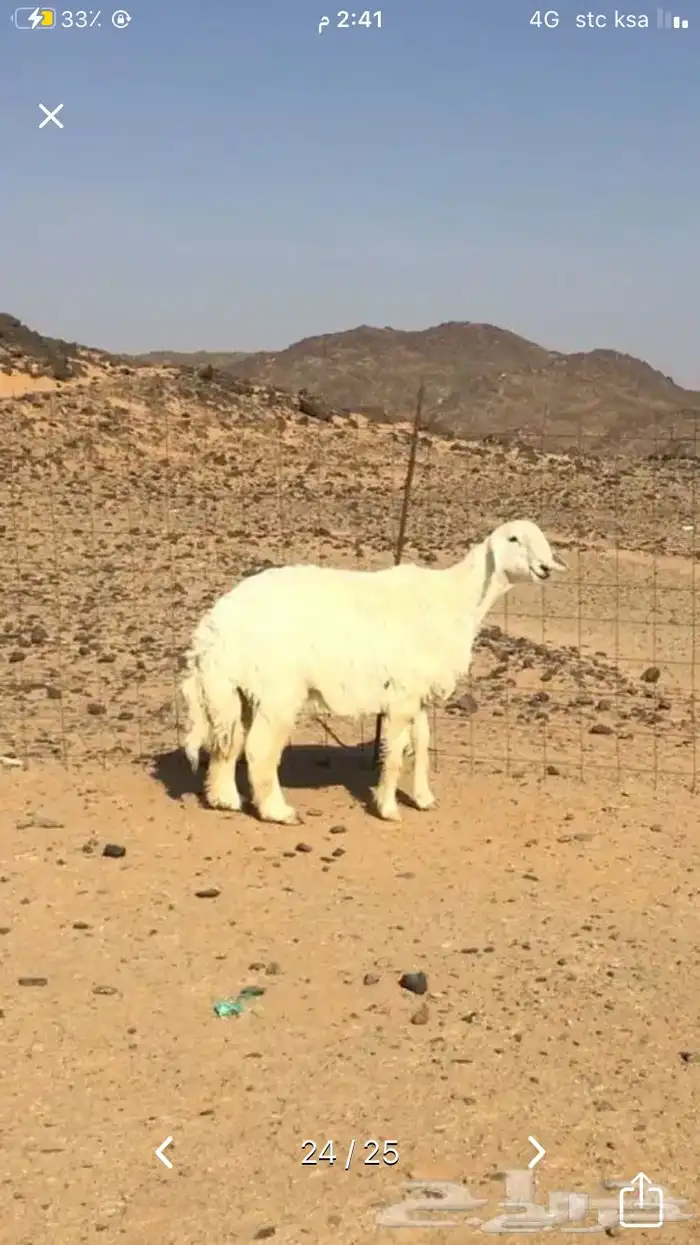 عروض 1مشاريك حري عيسي 22
