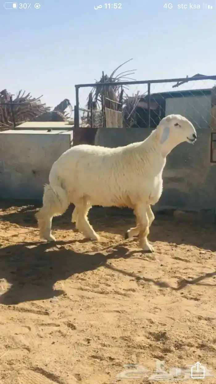 عروض 1مشاريك حري عيسي 23