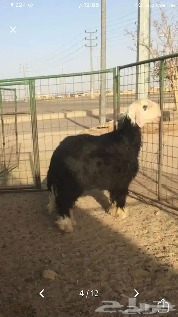 عروض النجد رقم 2 حلال ابو حمدان الحبابي 61