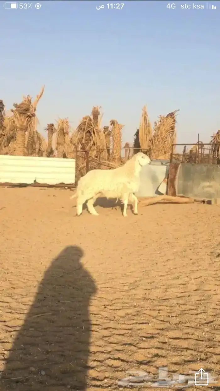 عروض الحريات رقم 1 حلال ابو حمدان الحبابي 33