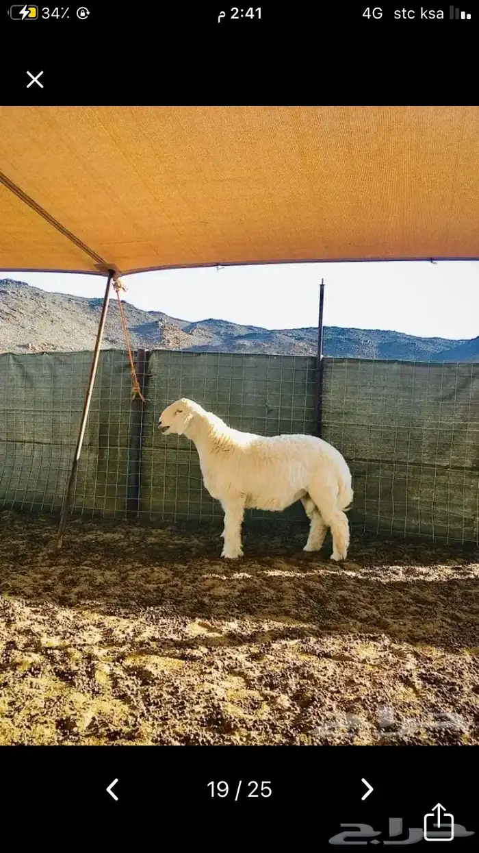 عروض الحريات رقم 1 حلال ابو حمدان الحبابي 28