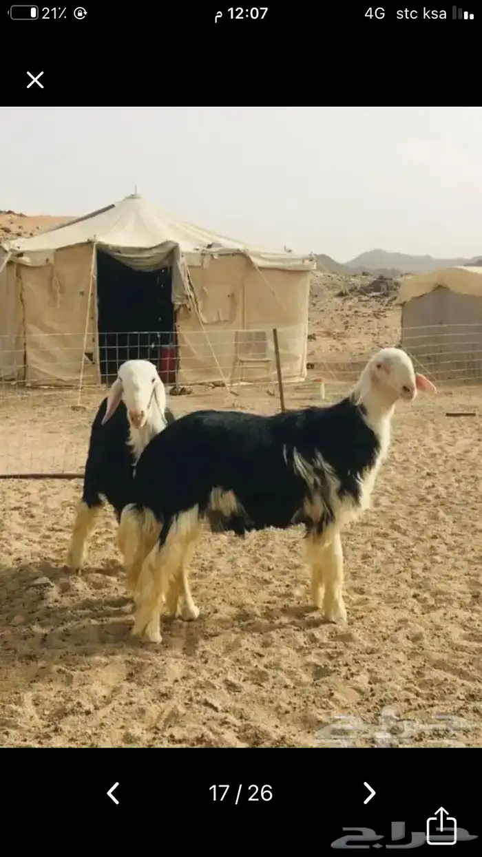 عروض النجد رقم 2 حلال ابو حمدان الحبابي 50