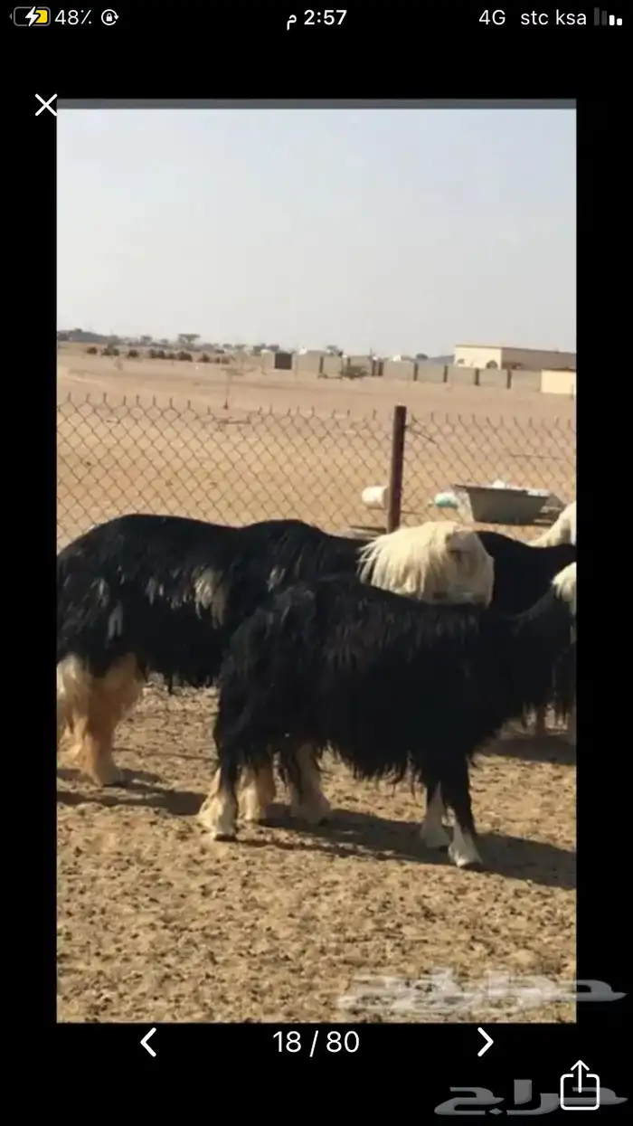 عروض النجد رقم 2 حلال ابو حمدان الحبابي 27