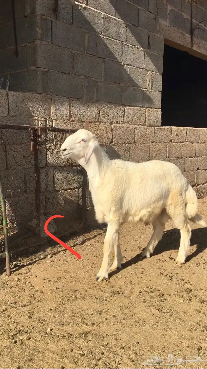 عروض الحريات رقم 1 حلال ابو حمدان الحبابي 38