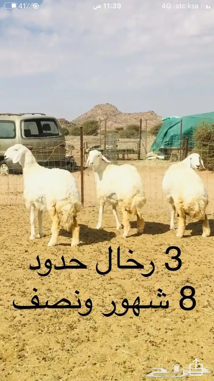 عروض الحريات رقم 1 حلال ابو حمدان الحبابي 32