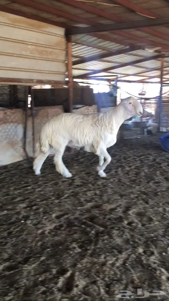 عروض الحريات رقم 1 حلال ابو حمدان الحبابي 18