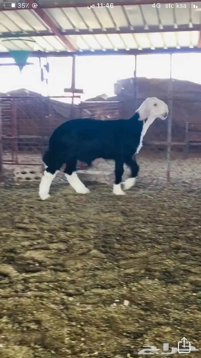 عروض النجد رقم 2 حلال ابو حمدان الحبابي 79