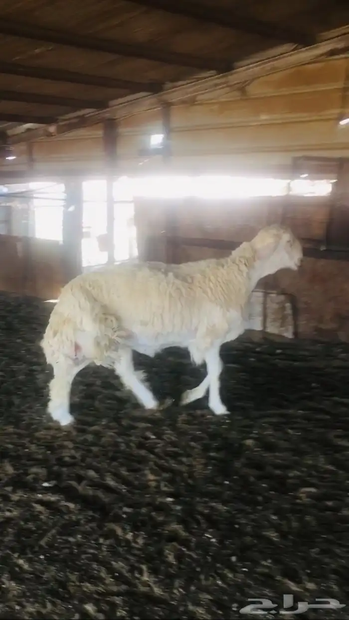 عروض الحريات رقم 1 حلال ابو حمدان الحبابي 8