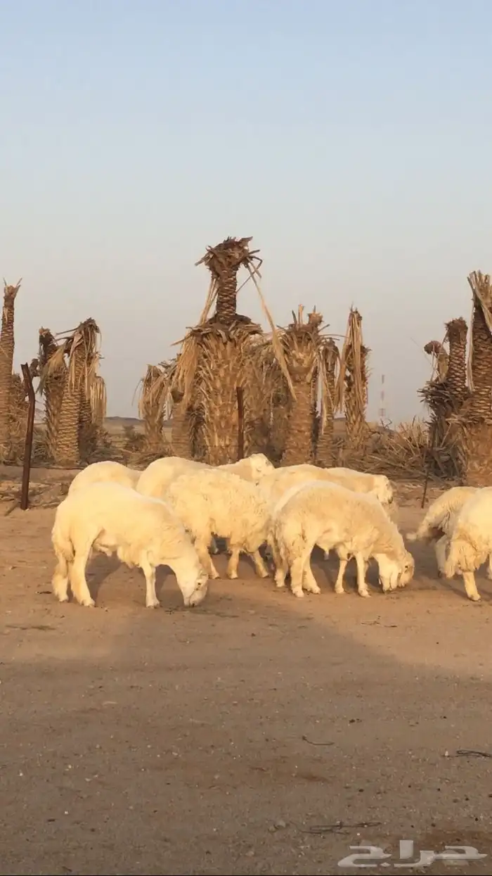 عروض الحريات رقم 1 حلال ابو حمدان الحبابي 6