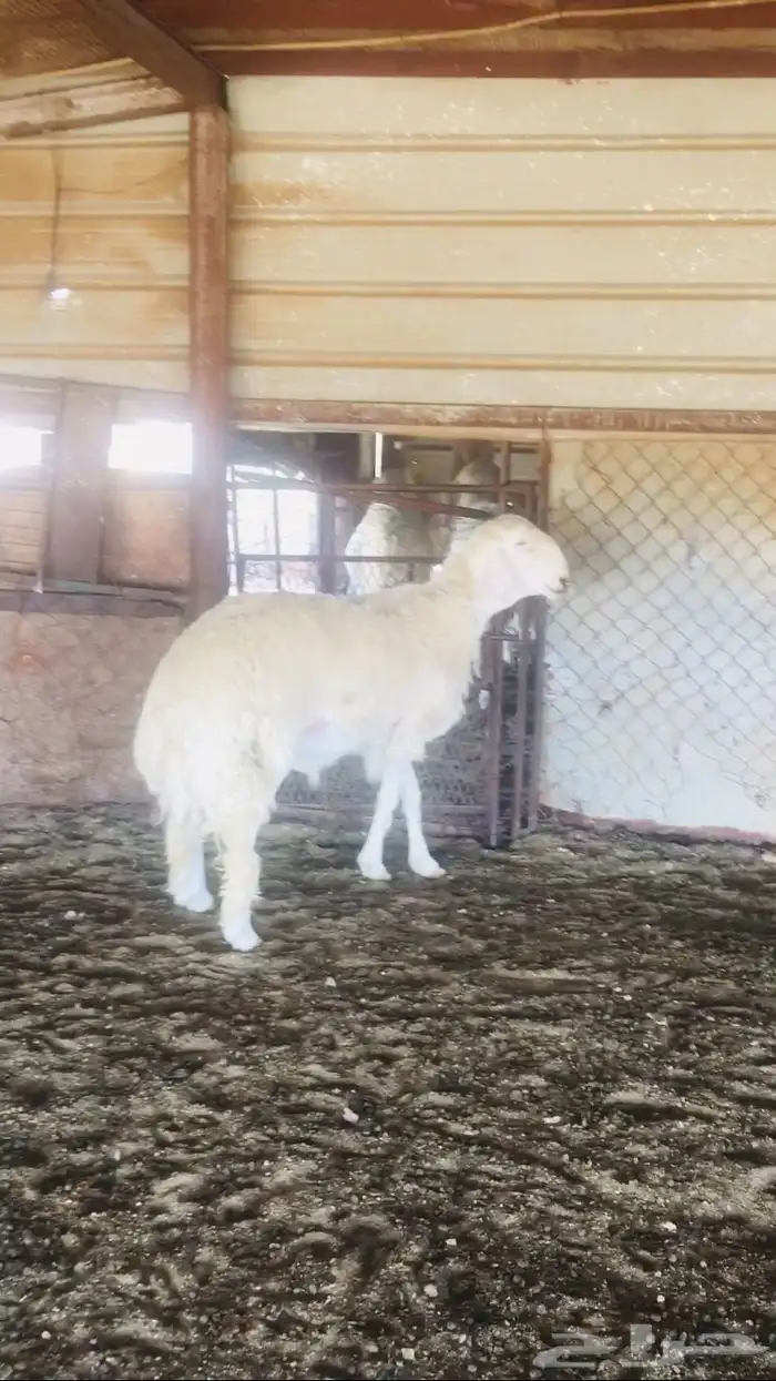 عروض الحريات رقم 1 حلال ابو حمدان الحبابي 9