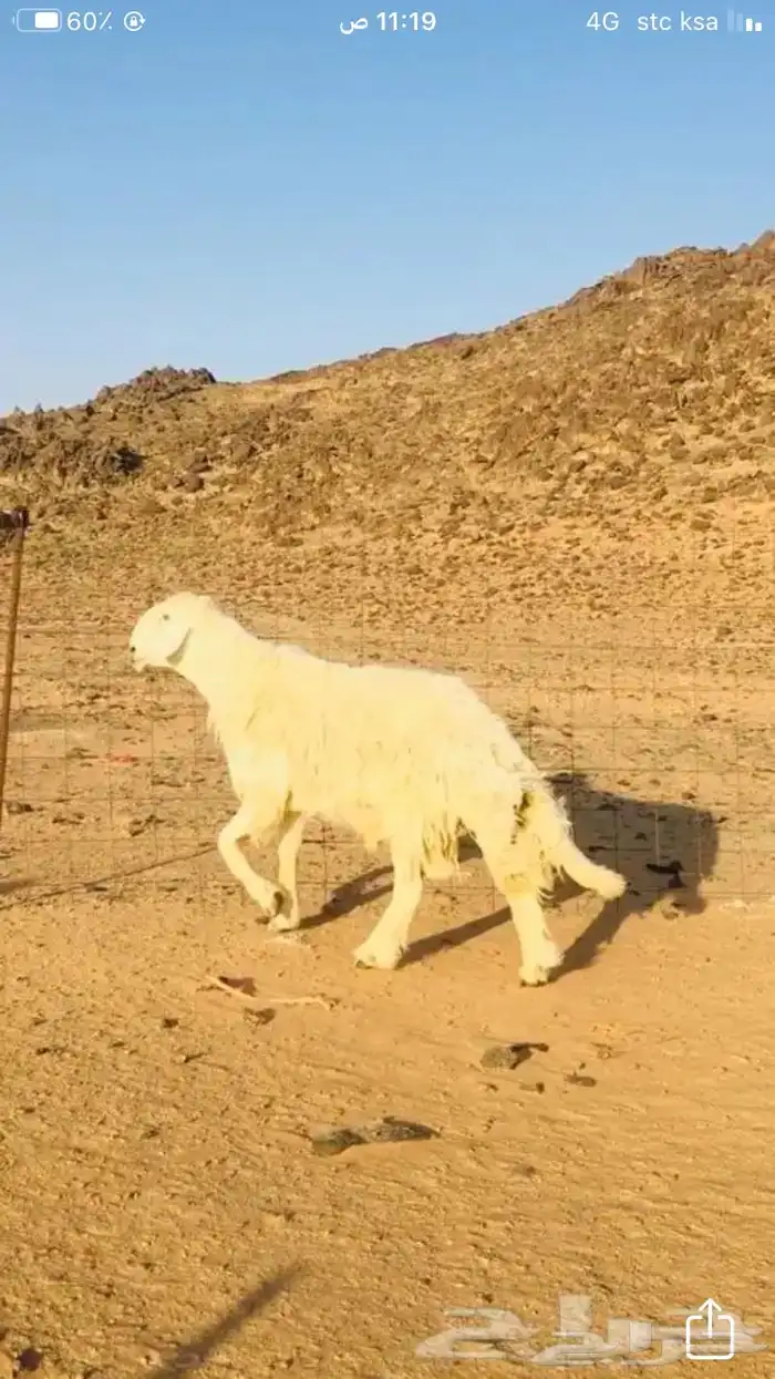 عروض 1مشاريك حري عيسي 34