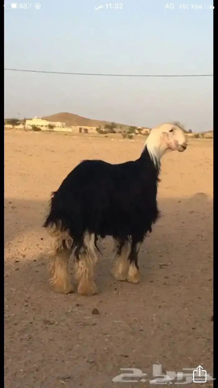 عروض النجد رقم 2 حلال ابو حمدان الحبابي 96