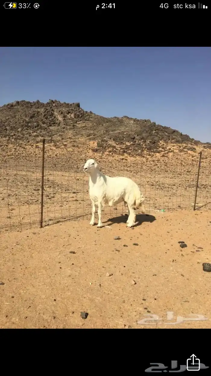 عروض الحريات رقم 1 حلال ابو حمدان الحبابي 27