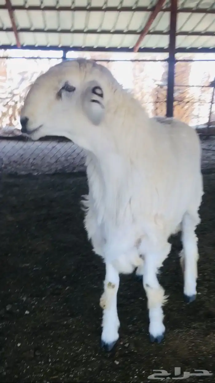 عروض الحريات رقم 1 حلال ابو حمدان الحبابي 10