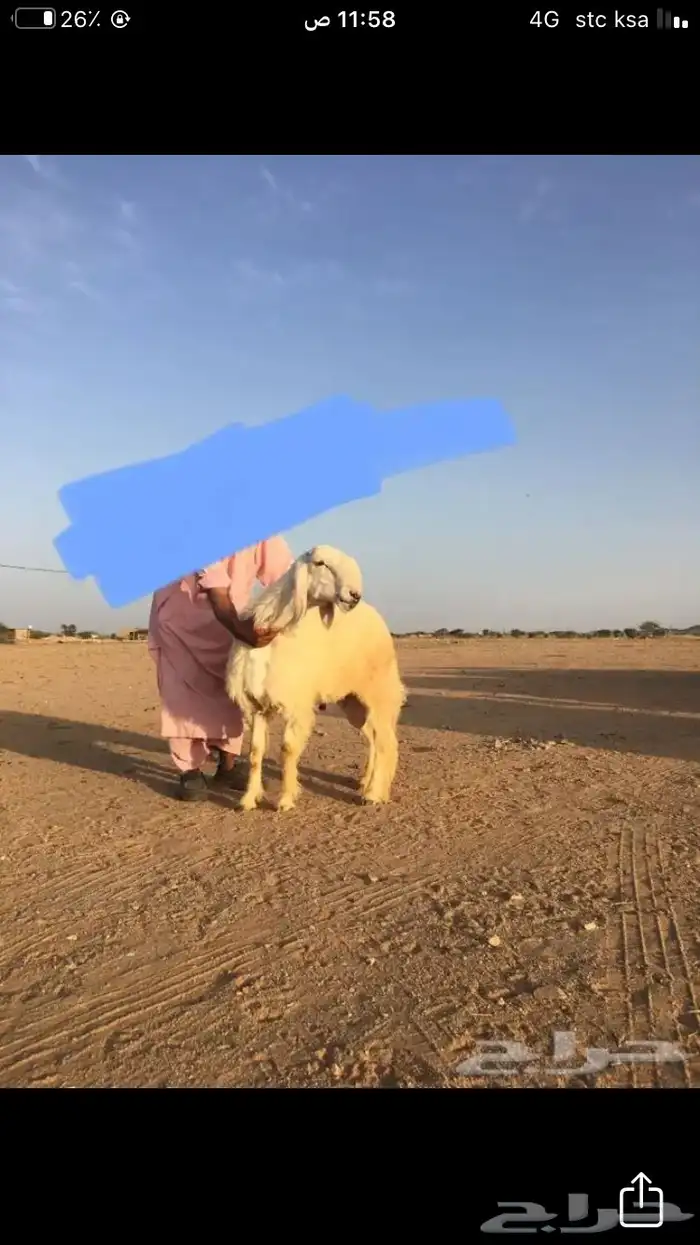 عروض العيسيات رقم 1 حلال ابو حمدان الحبابي 31