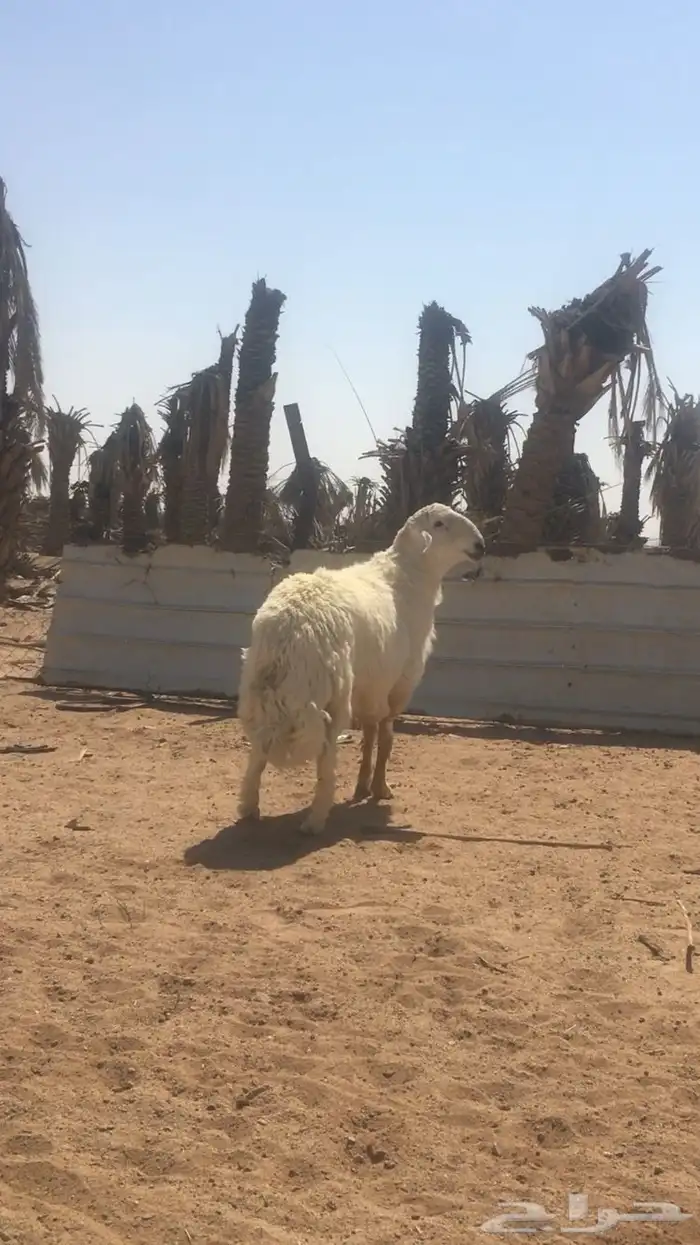 عروض الحريات رقم 1 حلال ابو حمدان الحبابي 12