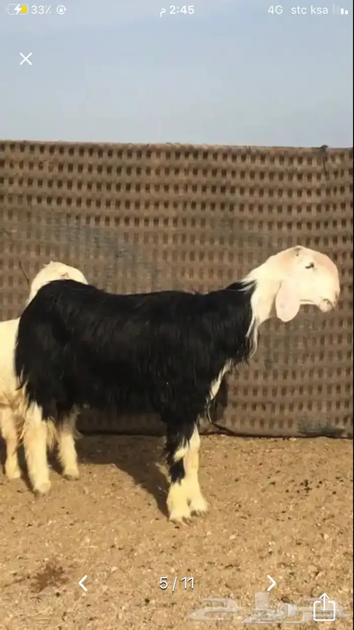 عروض النجد رقم 2 حلال ابو حمدان الحبابي 36