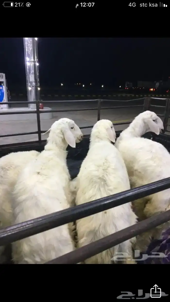 عروض الحريات رقم 1 حلال ابو حمدان الحبابي 30