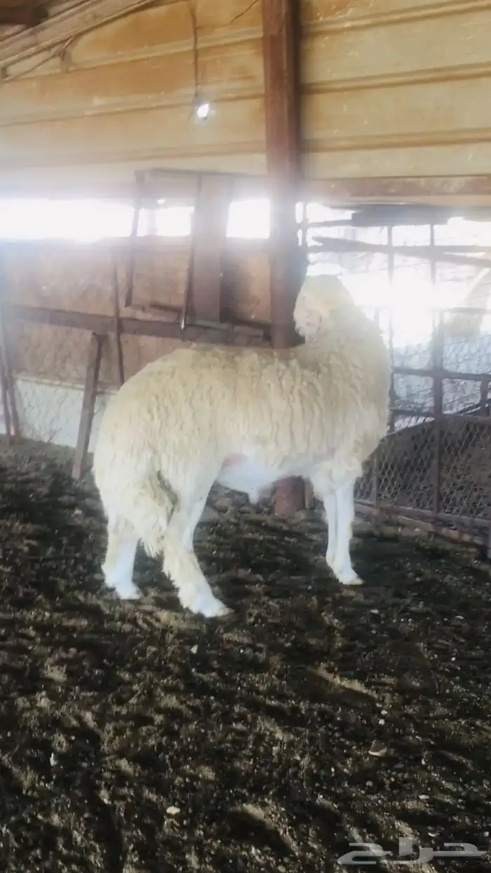 عروض الحريات رقم 1 حلال ابو حمدان الحبابي 11