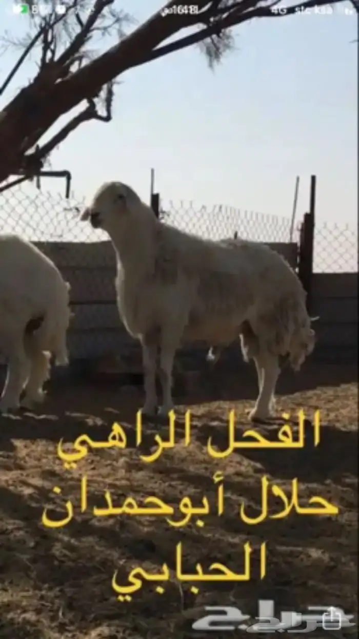 عروض فحول حريات عروض فقط للمشاهده 37