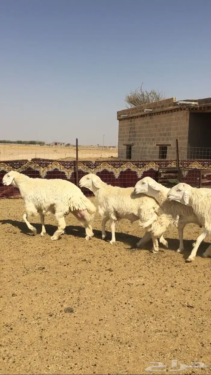 عروض الحريات رقم 1 حلال ابو حمدان الحبابي 21