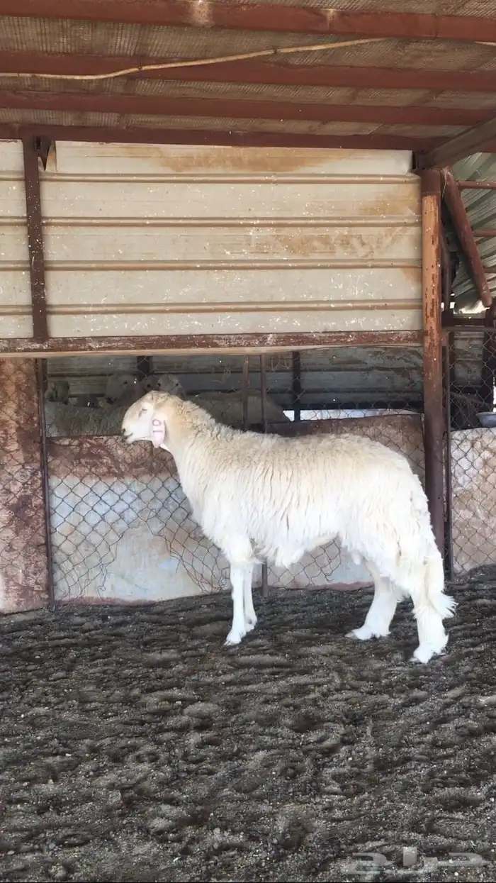 عروض الحريات رقم 1 حلال ابو حمدان الحبابي 19