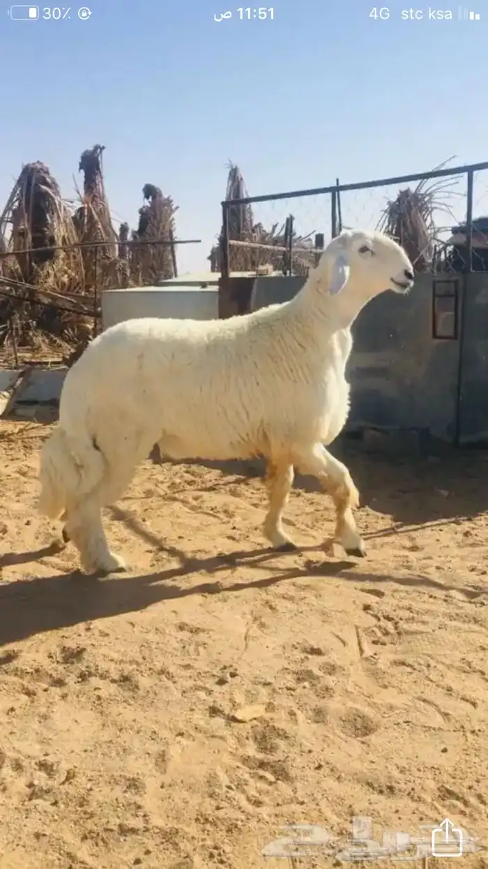 عروض 1مشاريك حري عيسي 24