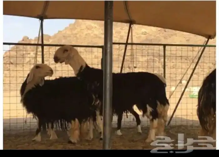 عروض النجد رقم 2 حلال ابو حمدان الحبابي 17