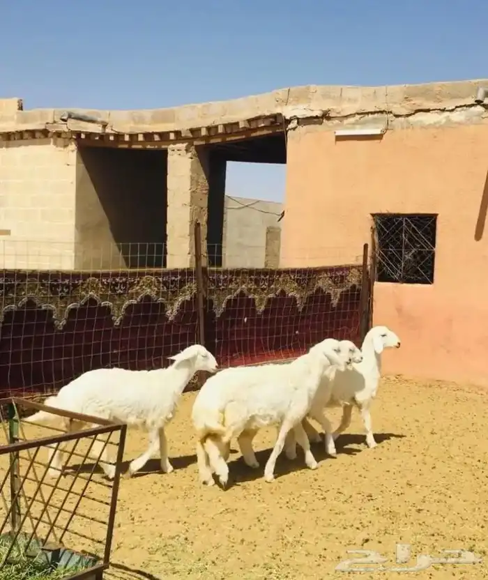 عروض الحريات رقم 1 حلال ابو حمدان الحبابي 35