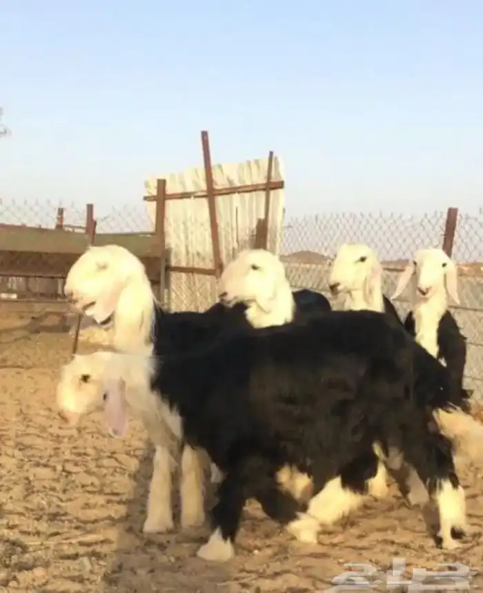 عروض النجد رقم 2 حلال ابو حمدان الحبابي 29