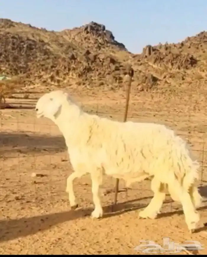 عروض 1مشاريك حري عيسي 38