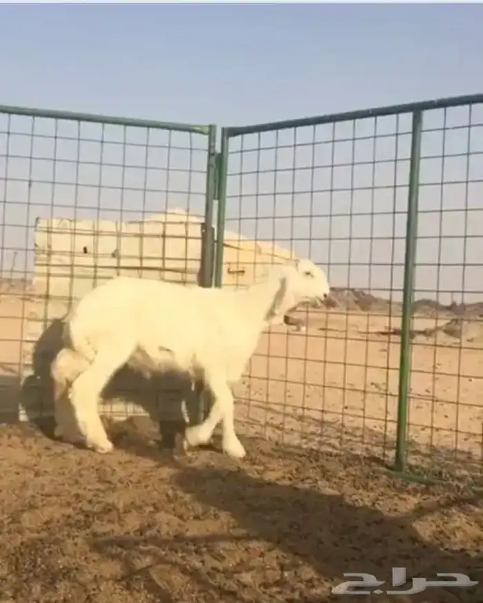 عروض 1مشاريك حري عيسي 17
