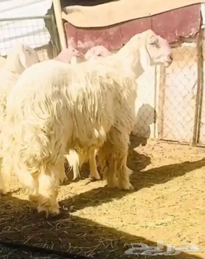 عروض 1مشاريك حري عيسي 37