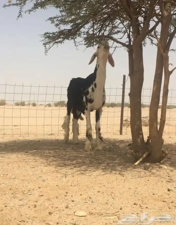 عروض النجد رقم 2 حلال ابو حمدان الحبابي 22