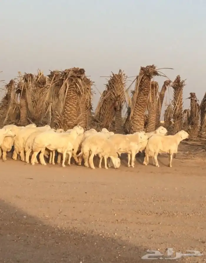 عروض الحريات رقم 1 حلال ابو حمدان الحبابي 7