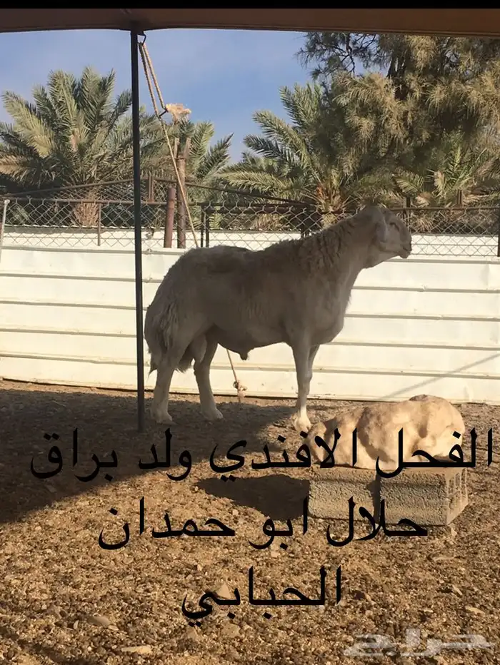 عروض فحول حريات عروض فقط للمشاهده 38