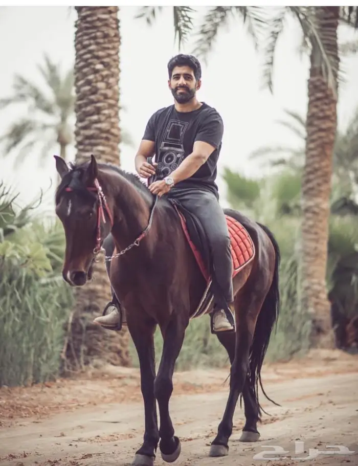 تدريب ركوب -إيواء خيل - عسف - إيجار يومي 4