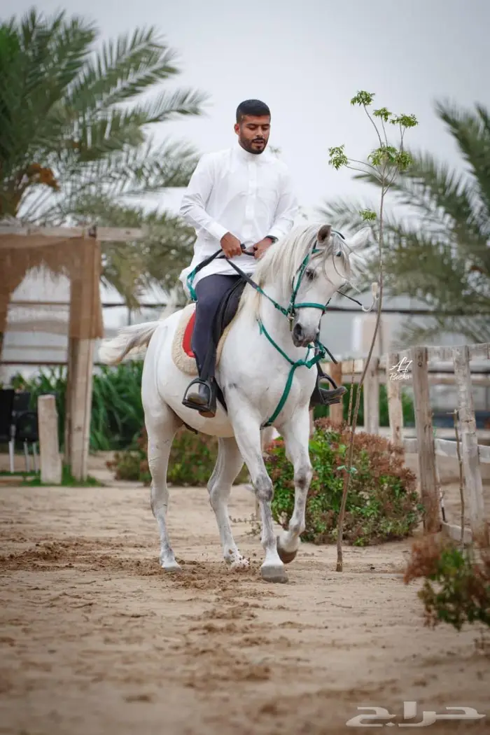 تدريب ركوب -إيواء خيل - عسف - إيجار يومي 5