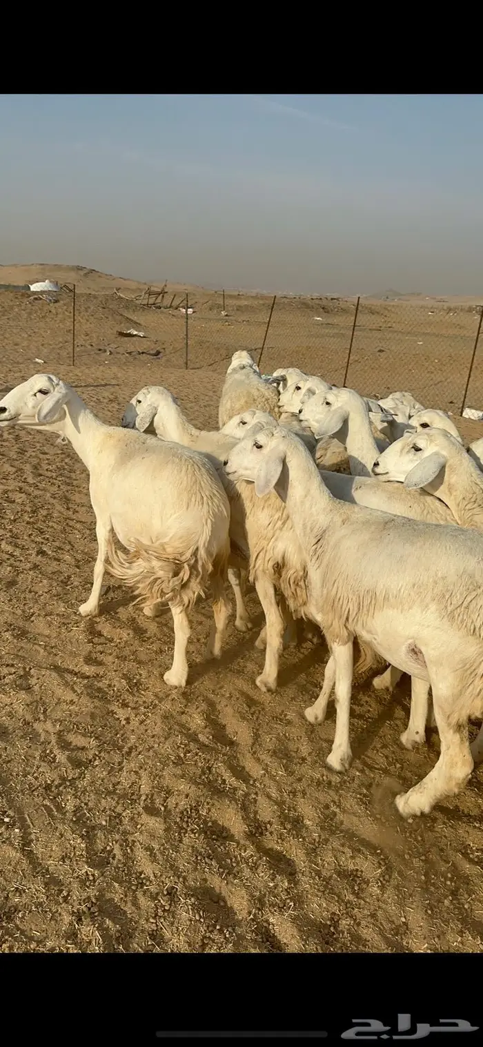 غنم حرية جروم مراح واحد وسم واحد 91 1