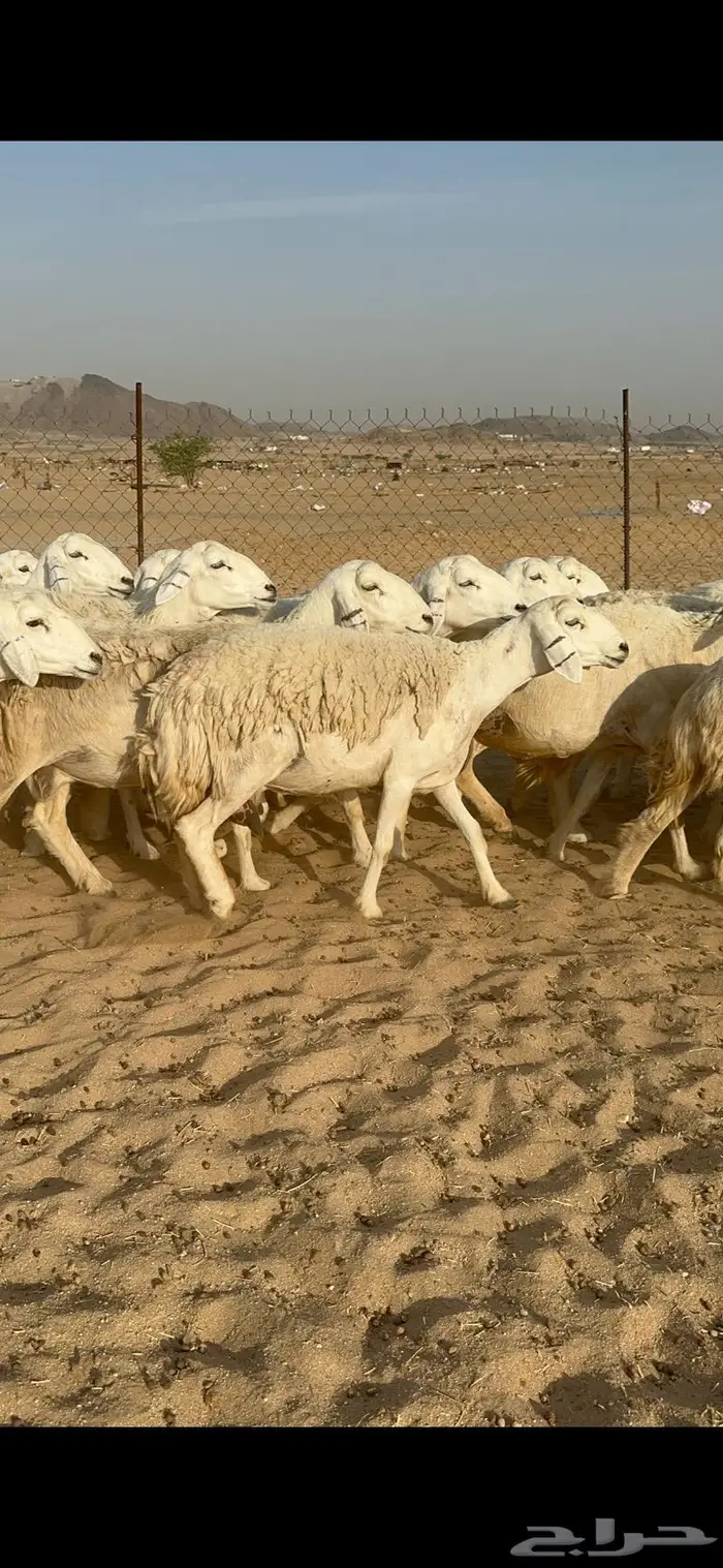 غنم حرية جروم مراح واحد وسم واحد 91 0