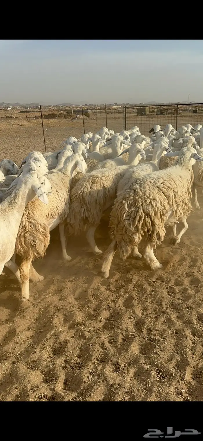 غنم حرية جروم مراح واحد وسم واحد 91 2