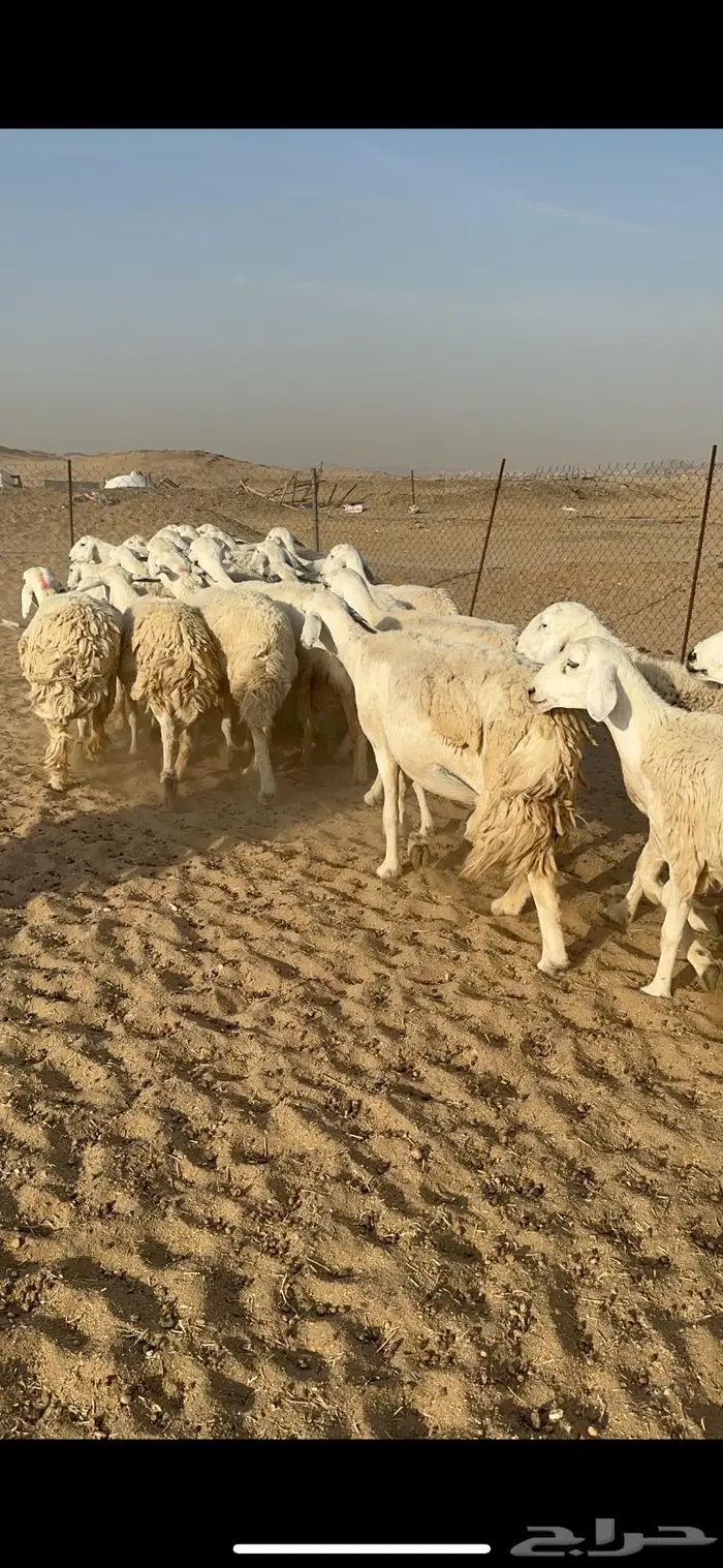 غنم حرية جروم مراح واحد وسم واحد 91 3