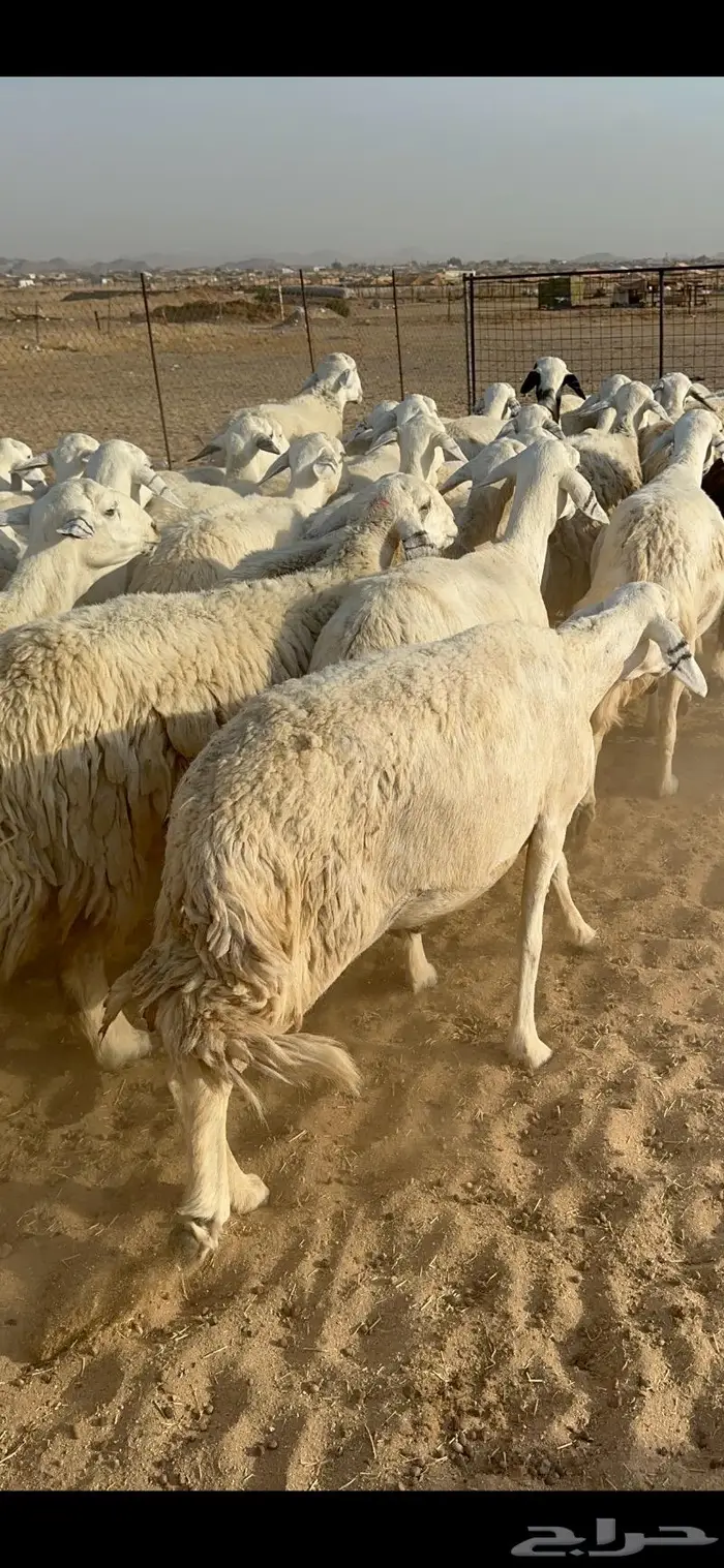 غنم حرية جروم مراح واحد وسم واحد 91 4